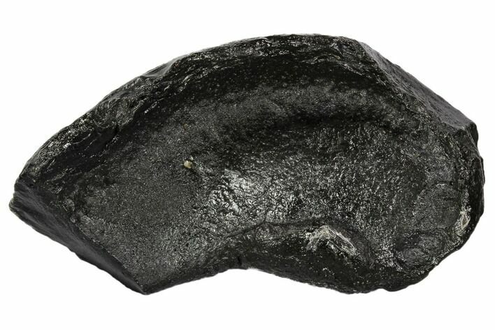 Fossil Whale Ear Bone - Miocene #109249